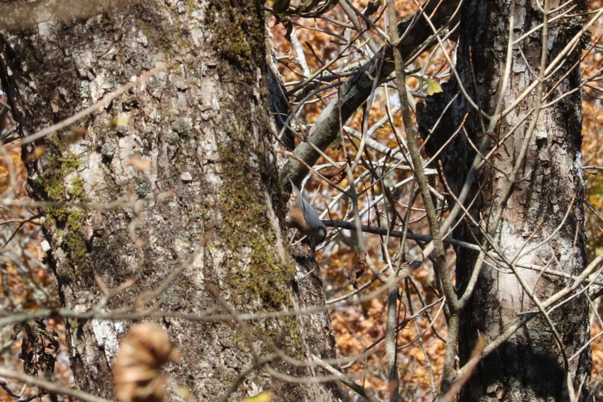 Photo of Japanese Tit at 富士山2合目登山道 by monsuke