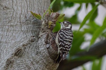 Japanese Pygmy Woodpecker 檜町公園(東京ミッドタウン) Fri, 10/21/2022