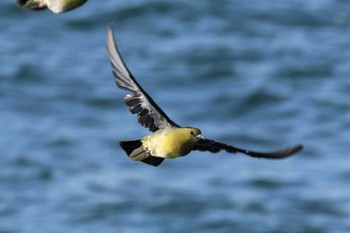 2022年10月23日(日) 大磯照ヶ崎海岸の野鳥観察記録