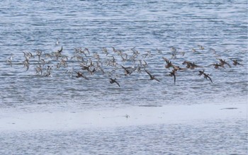 Sun, 10/23/2022 Birding report at Fujimae Tidal Flat