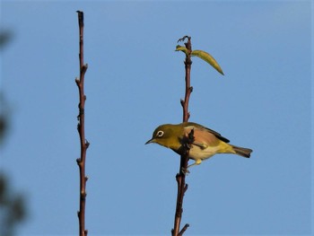 Warbling White-eye Minuma Rice Field Sun, 10/23/2022