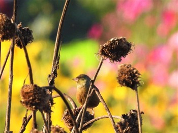 Grey-capped Greenfinch Minuma Rice Field Sun, 10/23/2022