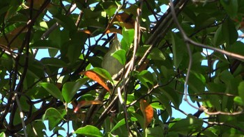 Kamchatka Leaf Warbler Forest Park of Mie Prefecture Sun, 10/16/2022