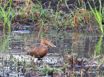 Northern Shoveler Minuma Rice Field Sun, 10/23/2022