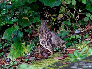 Chinese Bamboo Partridge 横浜市立金沢自然公園 Sun, 10/23/2022