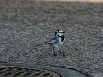 White Wagtail 横浜市立金沢自然公園 Sun, 10/23/2022