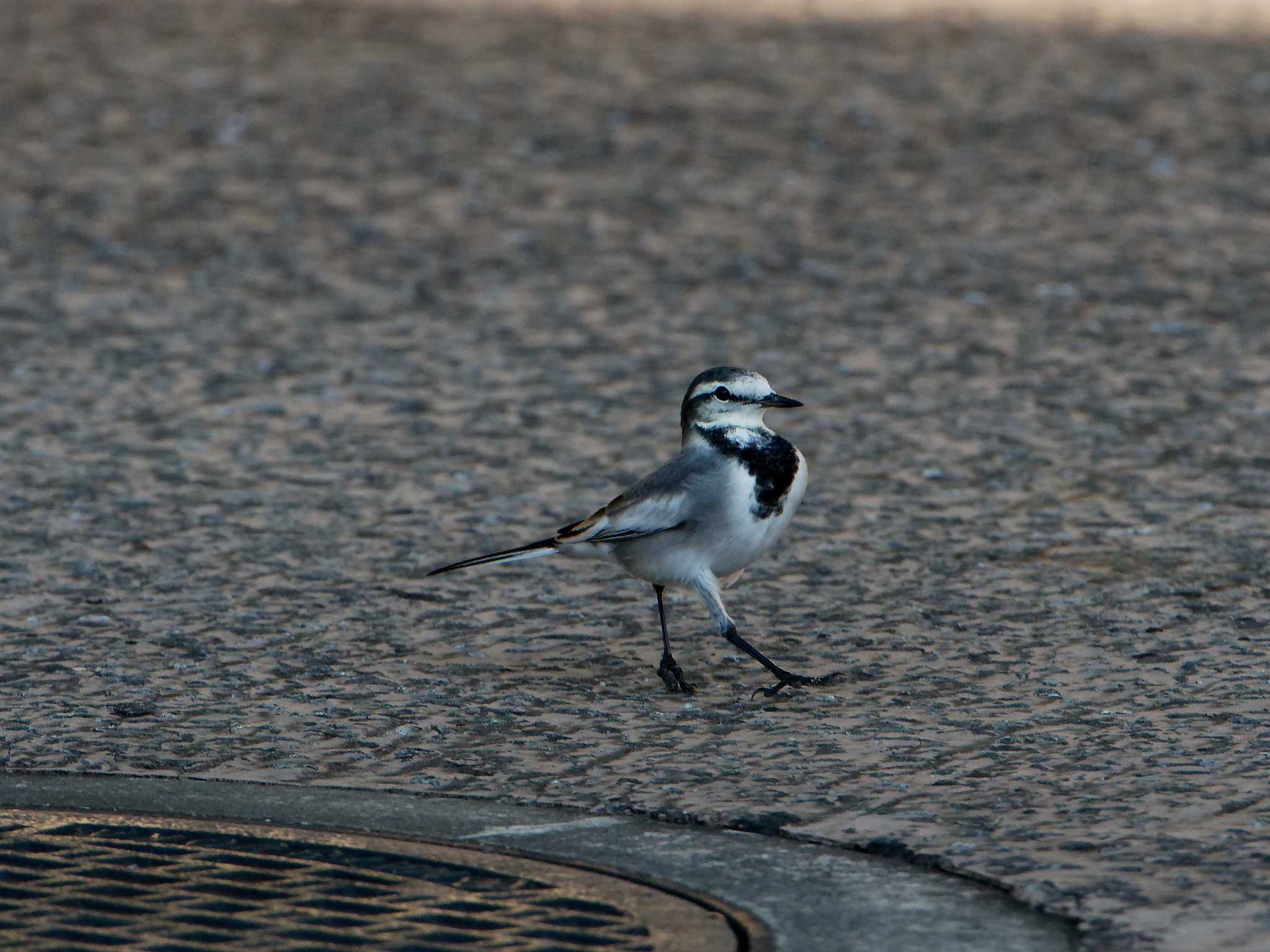 Photo of White Wagtail at 横浜市立金沢自然公園 by しおまつ