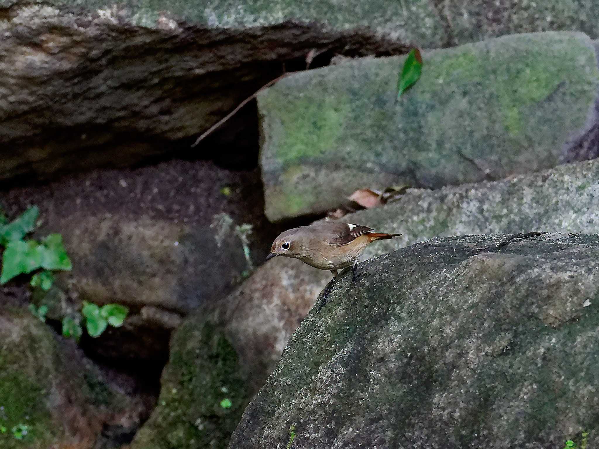 Photo of Daurian Redstart at 横浜市立金沢自然公園 by しおまつ