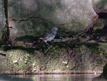 Brown-eared Bulbul 横浜市立金沢自然公園 Sun, 10/23/2022