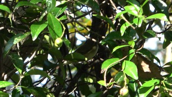 Kamchatka Leaf Warbler Forest Park of Mie Prefecture Sun, 10/16/2022