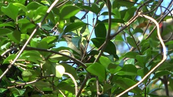 Kamchatka Leaf Warbler Forest Park of Mie Prefecture Sun, 10/16/2022