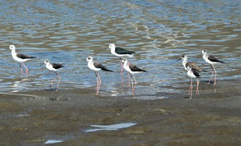 2022年10月23日(日) 土留木川河口(東海市)の野鳥観察記録