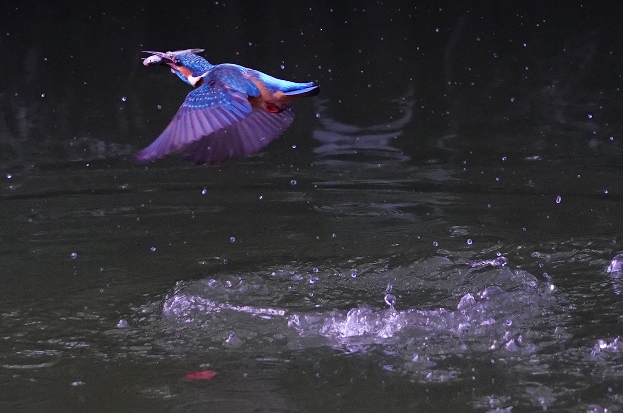 Photo of Common Kingfisher at 千里南公園 by アルキュオン