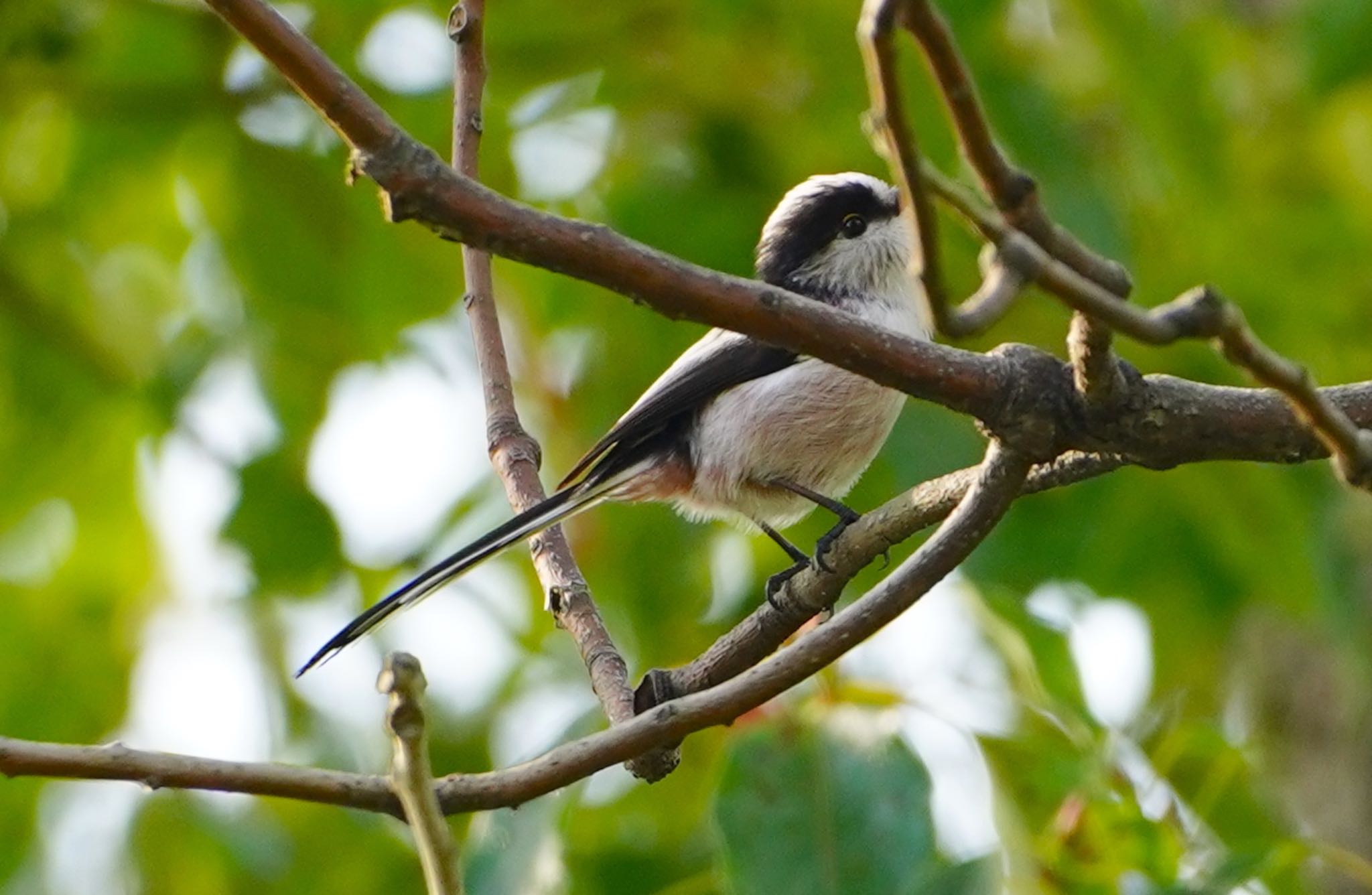 Photo of Long-tailed Tit at 千里南公園 by アルキュオン