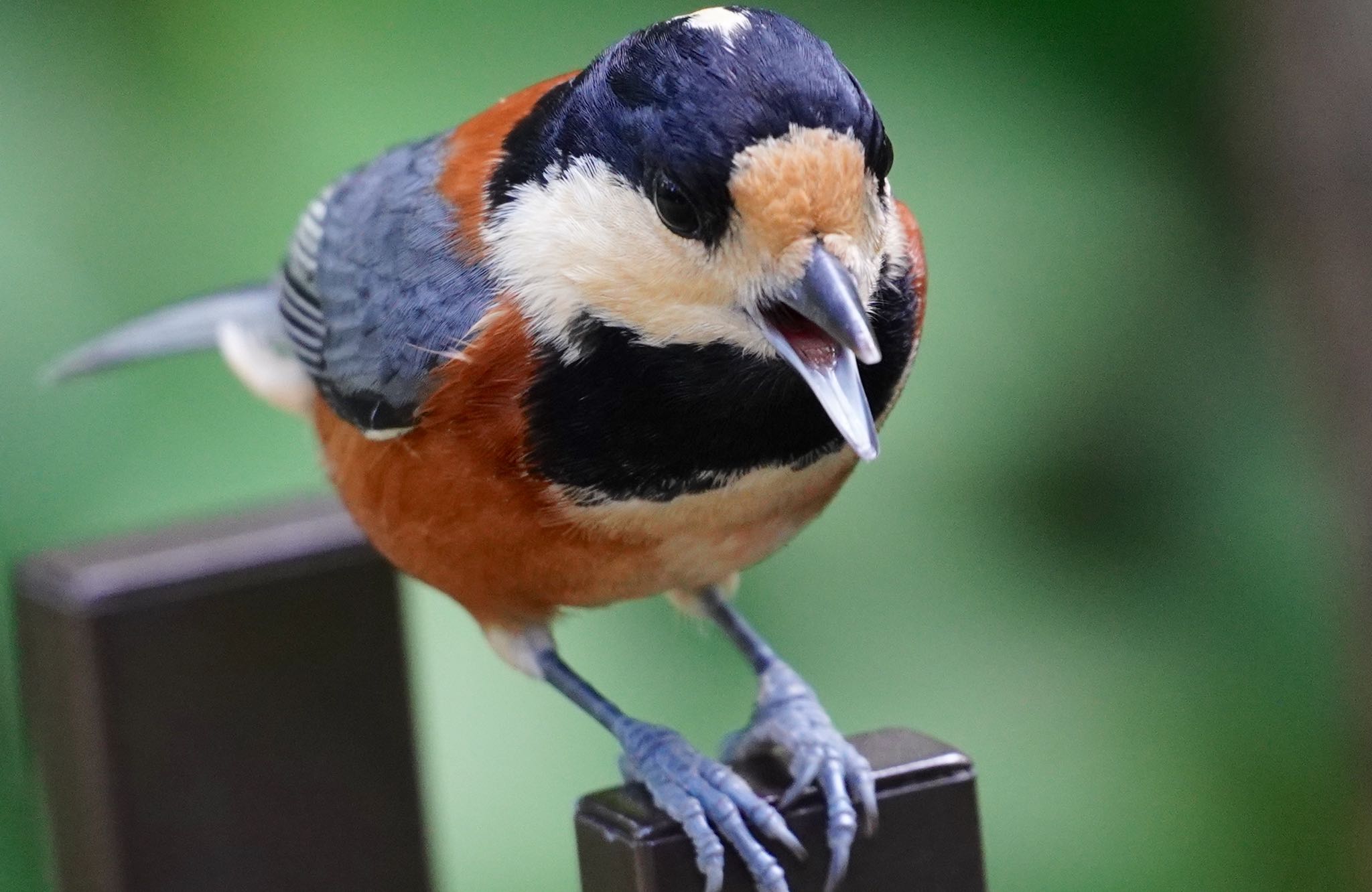 Photo of Varied Tit at 紫金山公園 by アルキュオン