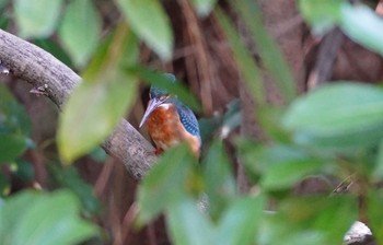 Common Kingfisher 桃が池 Sun, 10/23/2022