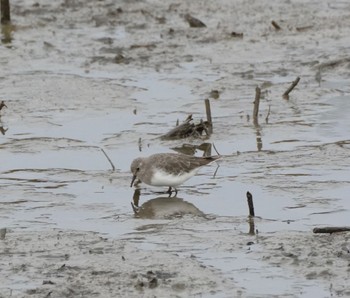 Temminck's Stint Isanuma Sat, 10/22/2022