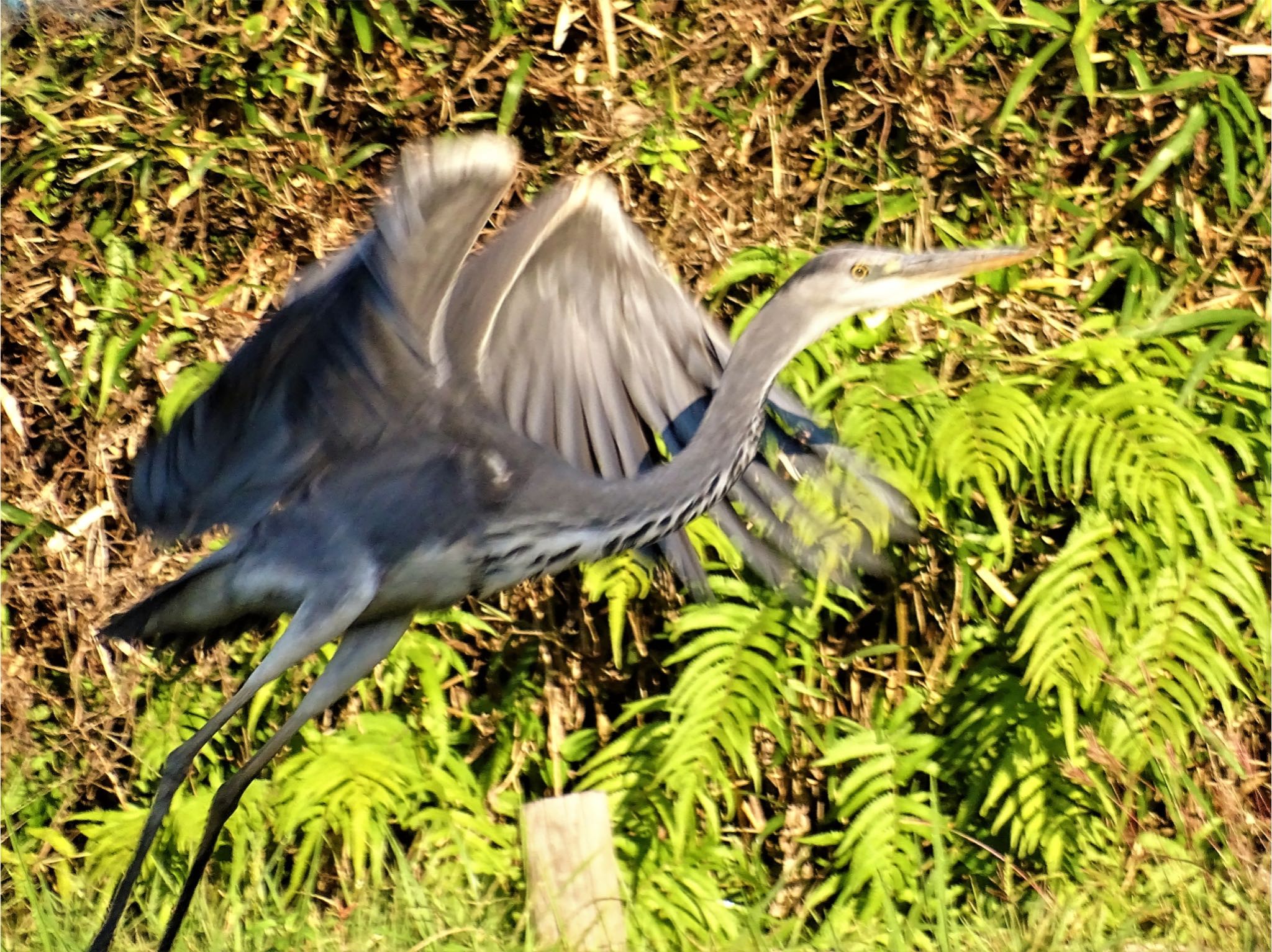 舞岡公園 アオサギの写真