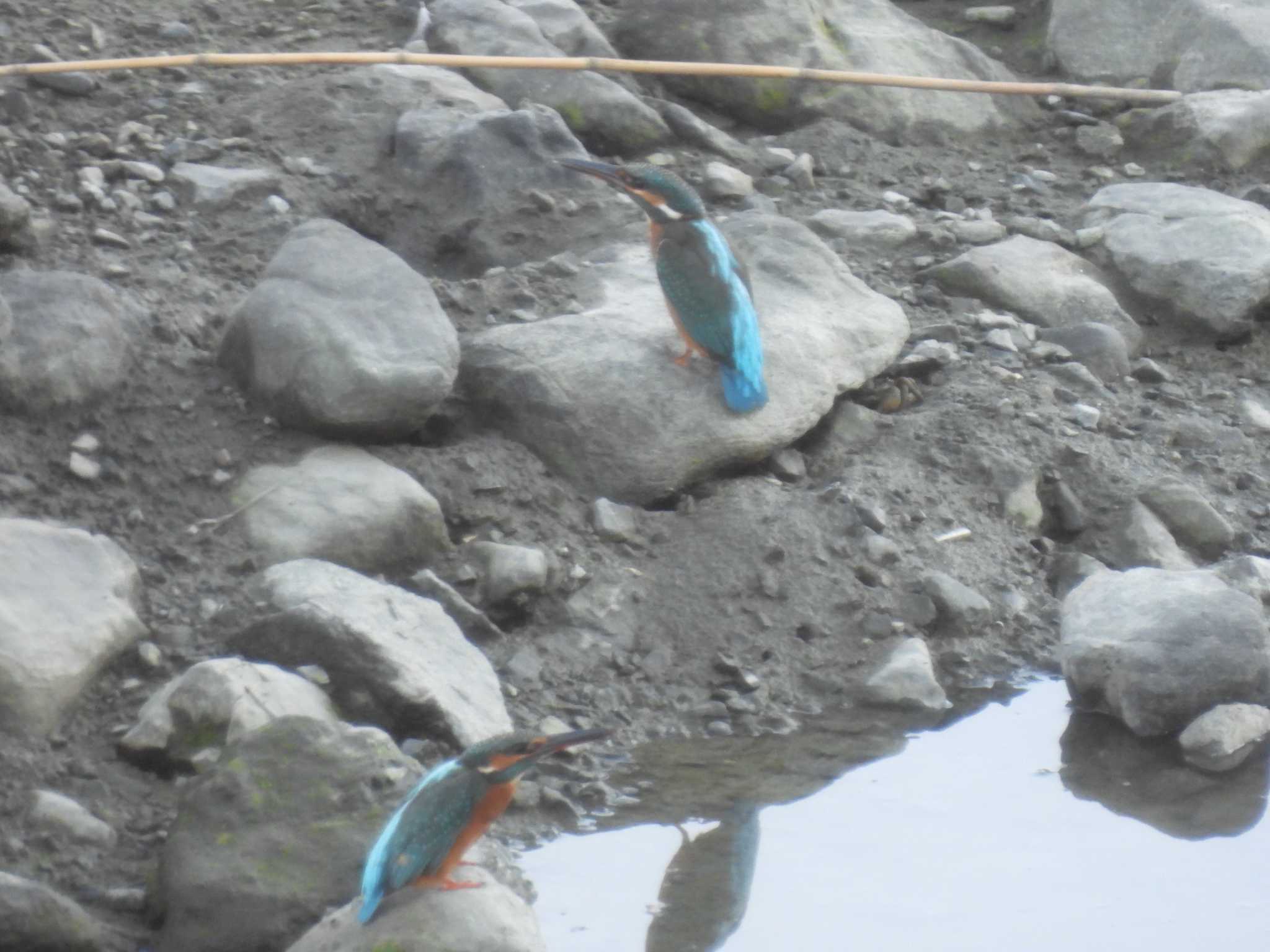 東京港野鳥公園 カワセミの写真