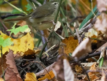 2022年10月23日(日) 盤渓市民の森(札幌市中央区)の野鳥観察記録