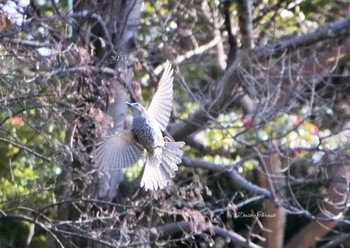 Dusky Thrush Unknown Spots Sun, 2/19/2017