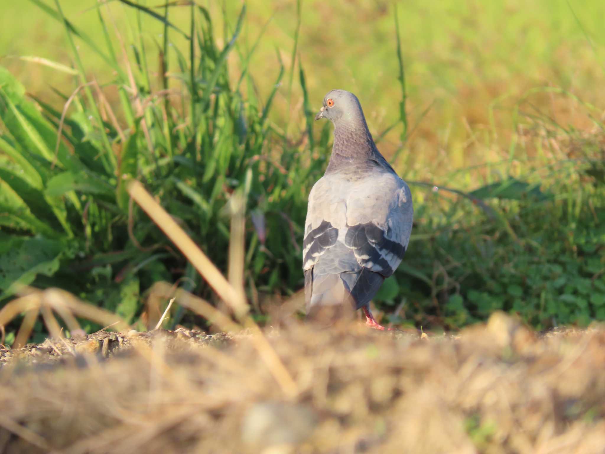 Photo of Rock Dove at 海蔵川 by sword-fish8240