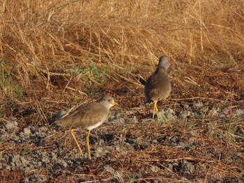 2022年10月21日(金) 海蔵川の野鳥観察記録