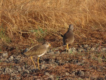 Grey-headed Lapwing 海蔵川 Fri, 10/21/2022