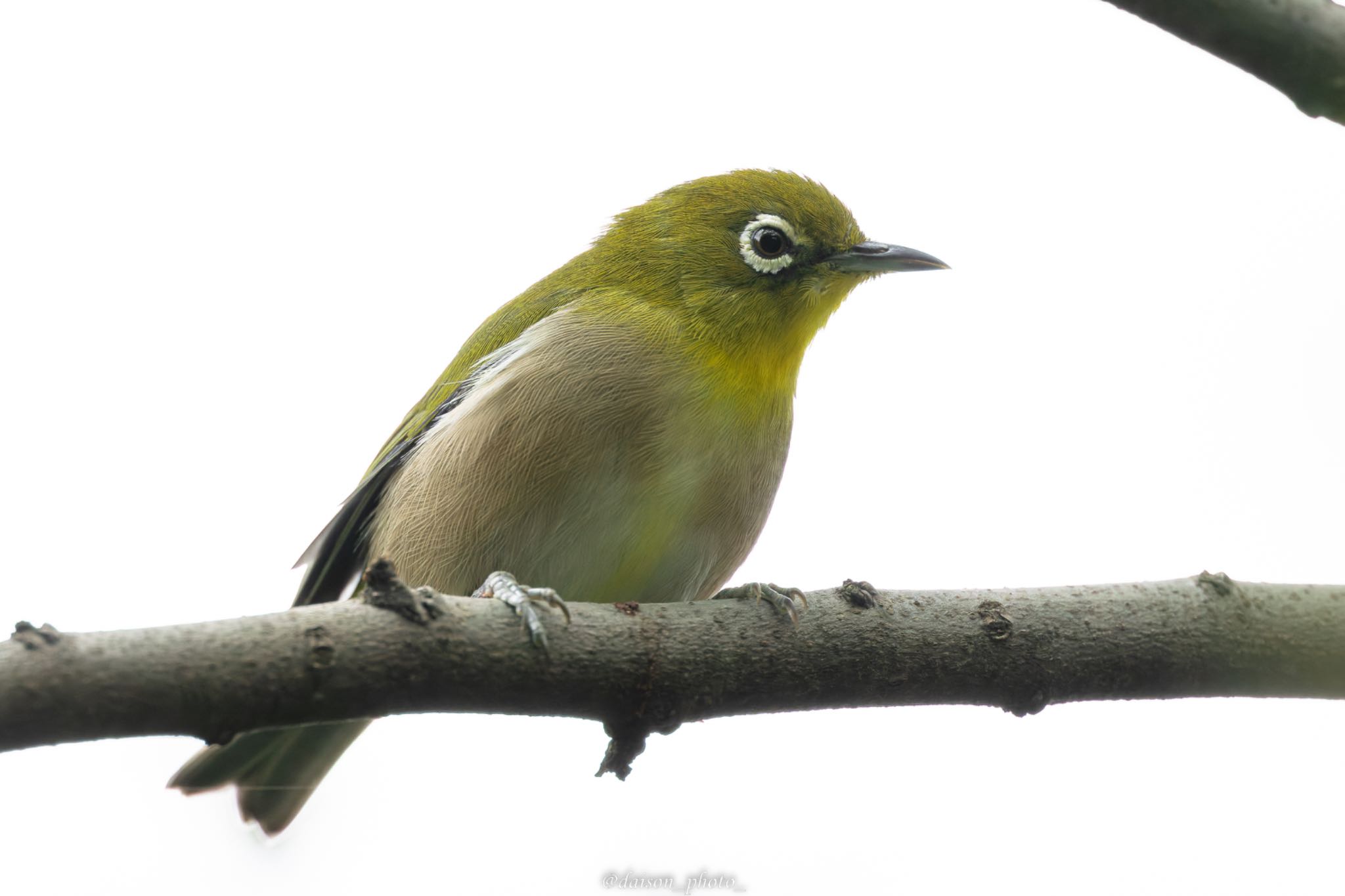 東京港野鳥公園 メジロの写真 by Daison