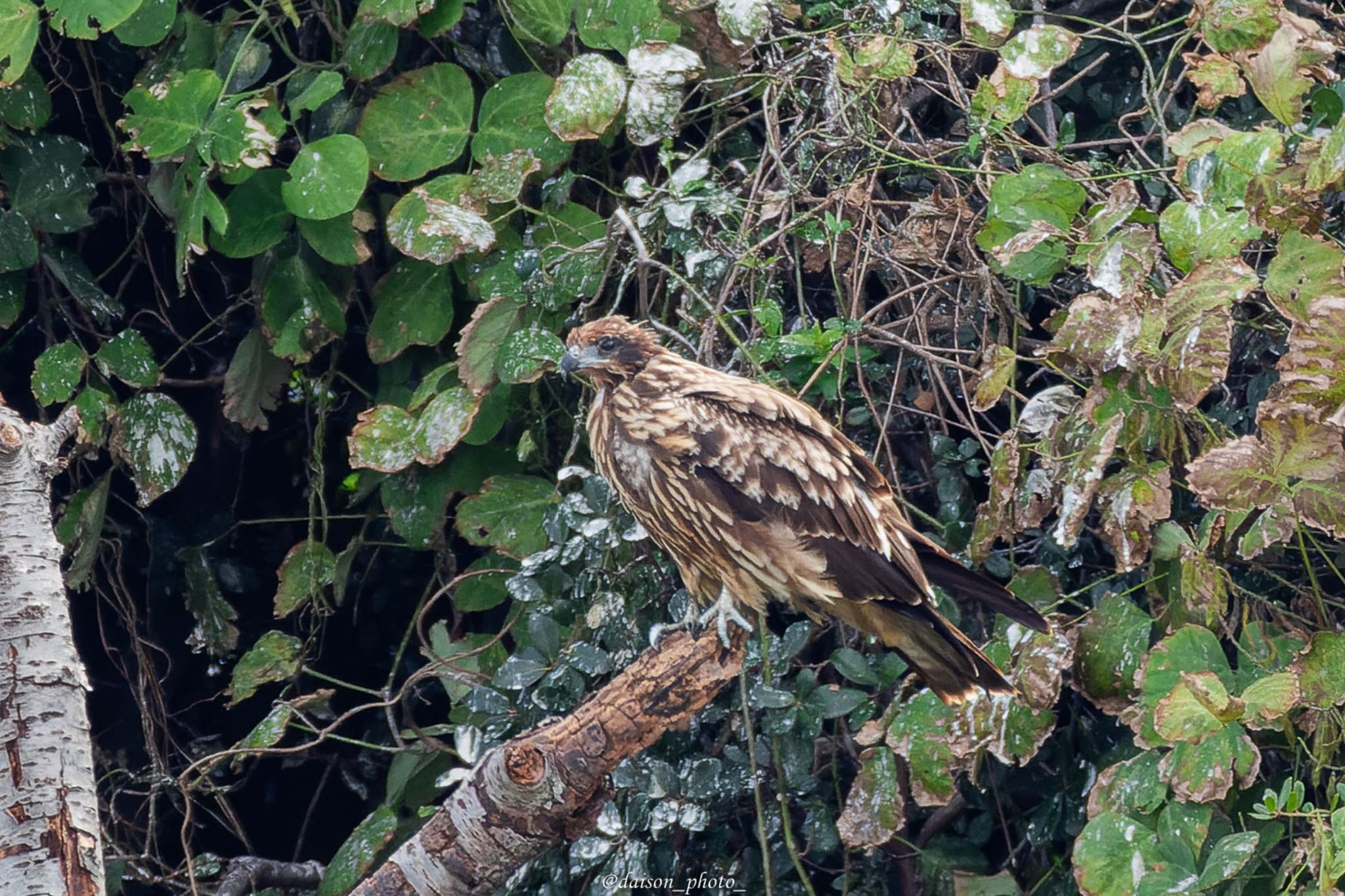 東京港野鳥公園 オオタカの写真 by Daison