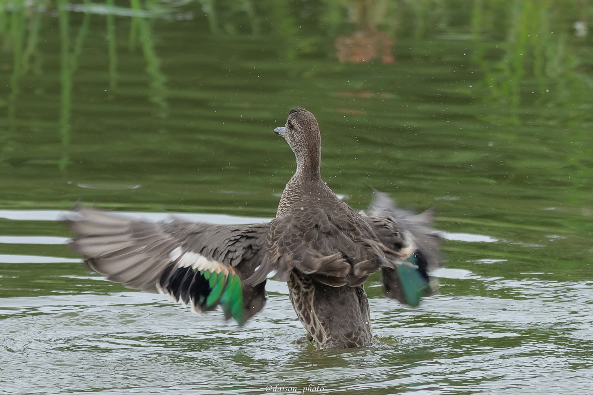 東京港野鳥公園 コガモの写真 by Daison