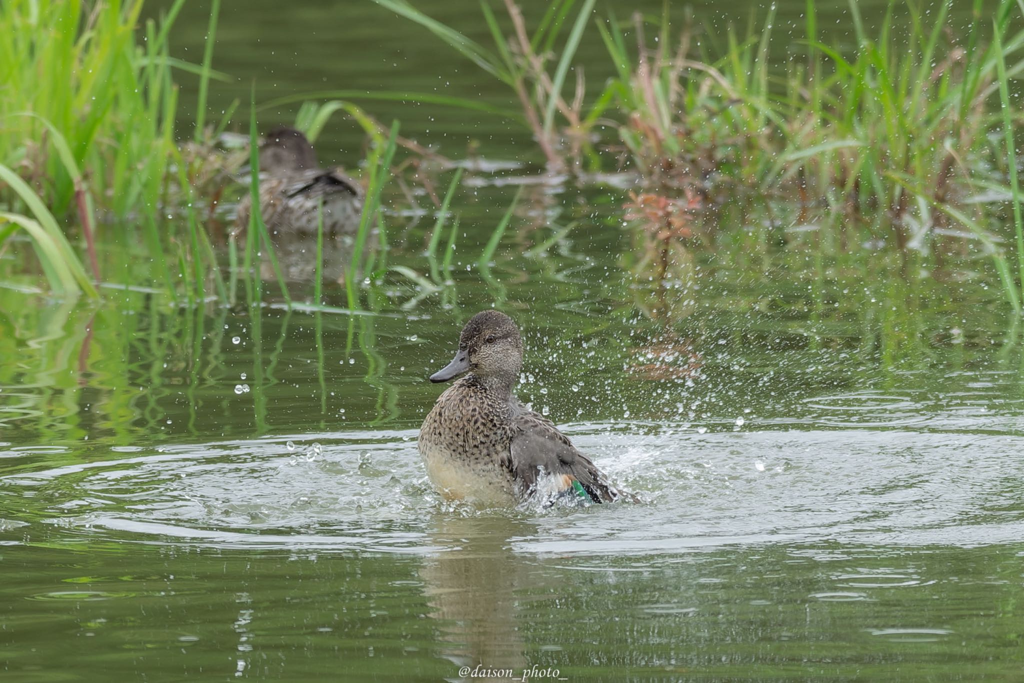 東京港野鳥公園 コガモの写真 by Daison