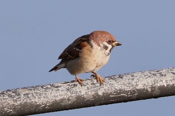 Sun, 10/23/2022 Birding report at Shin-yokohama Park