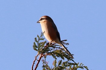 Bull-headed Shrike Shin-yokohama Park Sun, 10/23/2022