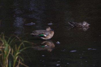 未同定 境川遊水地公園 2022年10月23日(日)