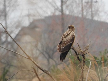 Black Kite Watarase Yusuichi (Wetland) Sun, 3/13/2016