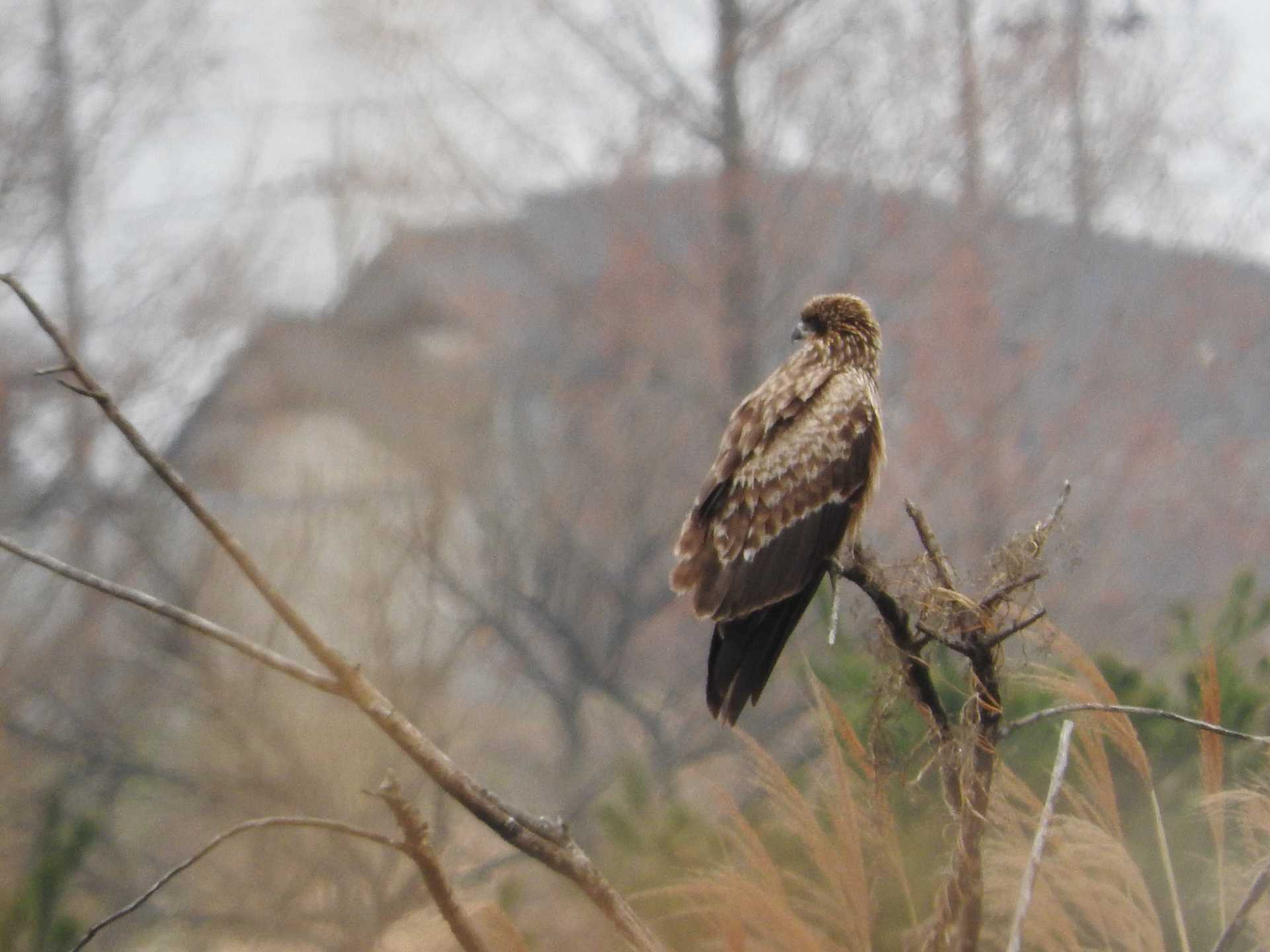 Black Kite