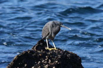 クロサギ 場所が不明 2021年1月20日(水)