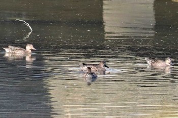 2022年10月23日(日) 美濃川河口(知多市)の野鳥観察記録