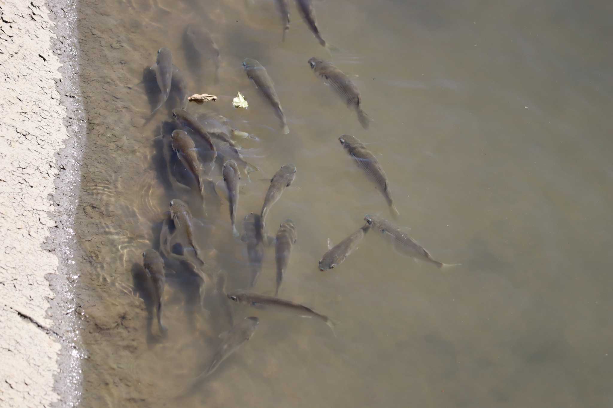 ボラの幼魚と思います。