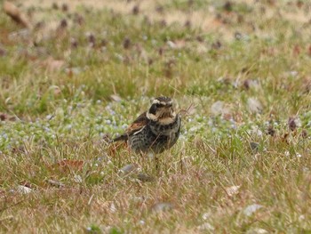 Dusky Thrush Watarase Yusuichi (Wetland) Sun, 3/13/2016