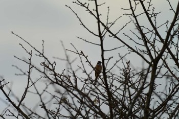 Meadow Bunting 海蔵川 Sun, 10/16/2022