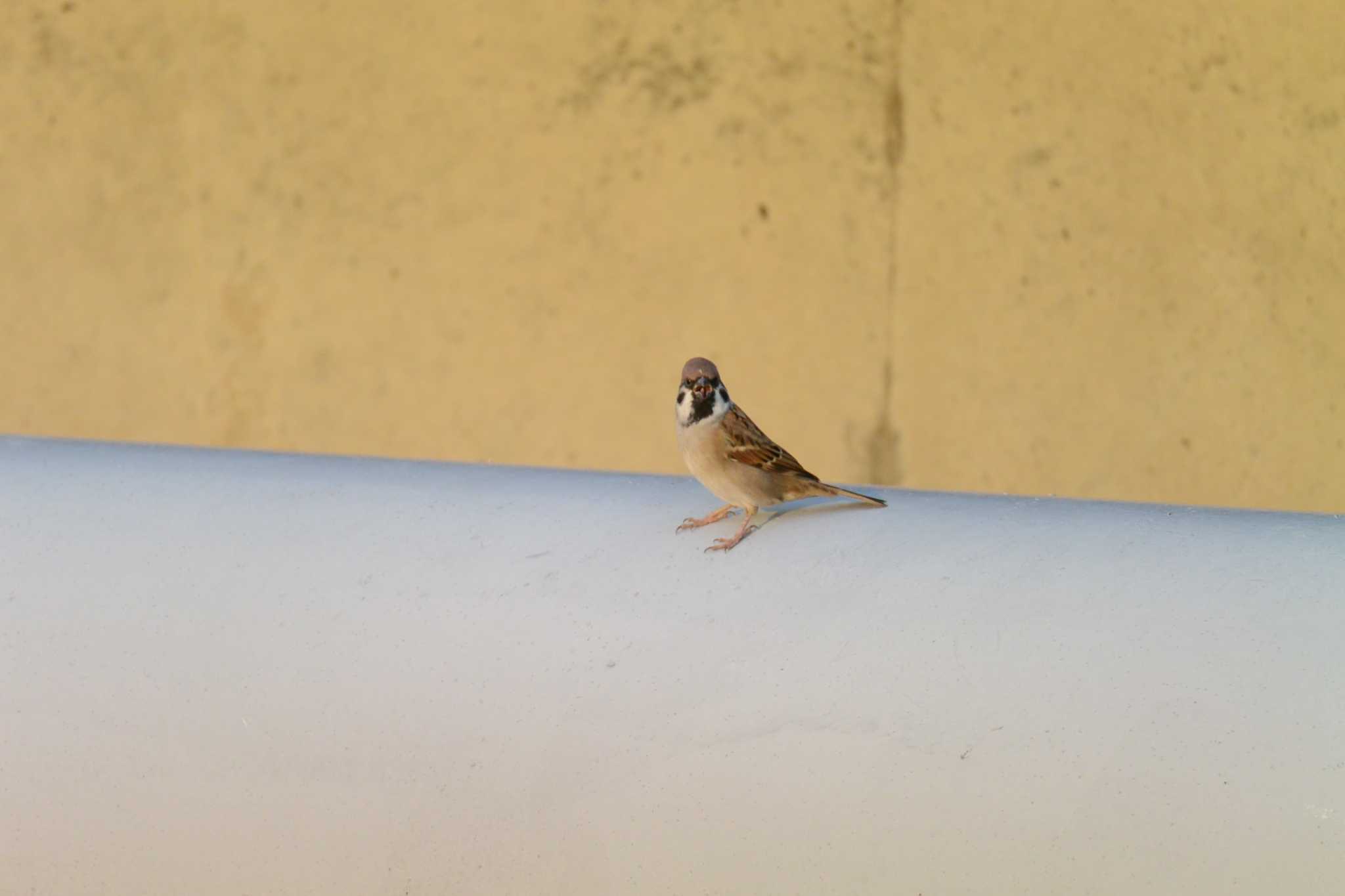 Photo of Eurasian Tree Sparrow at 海蔵川 by sword-fish8240