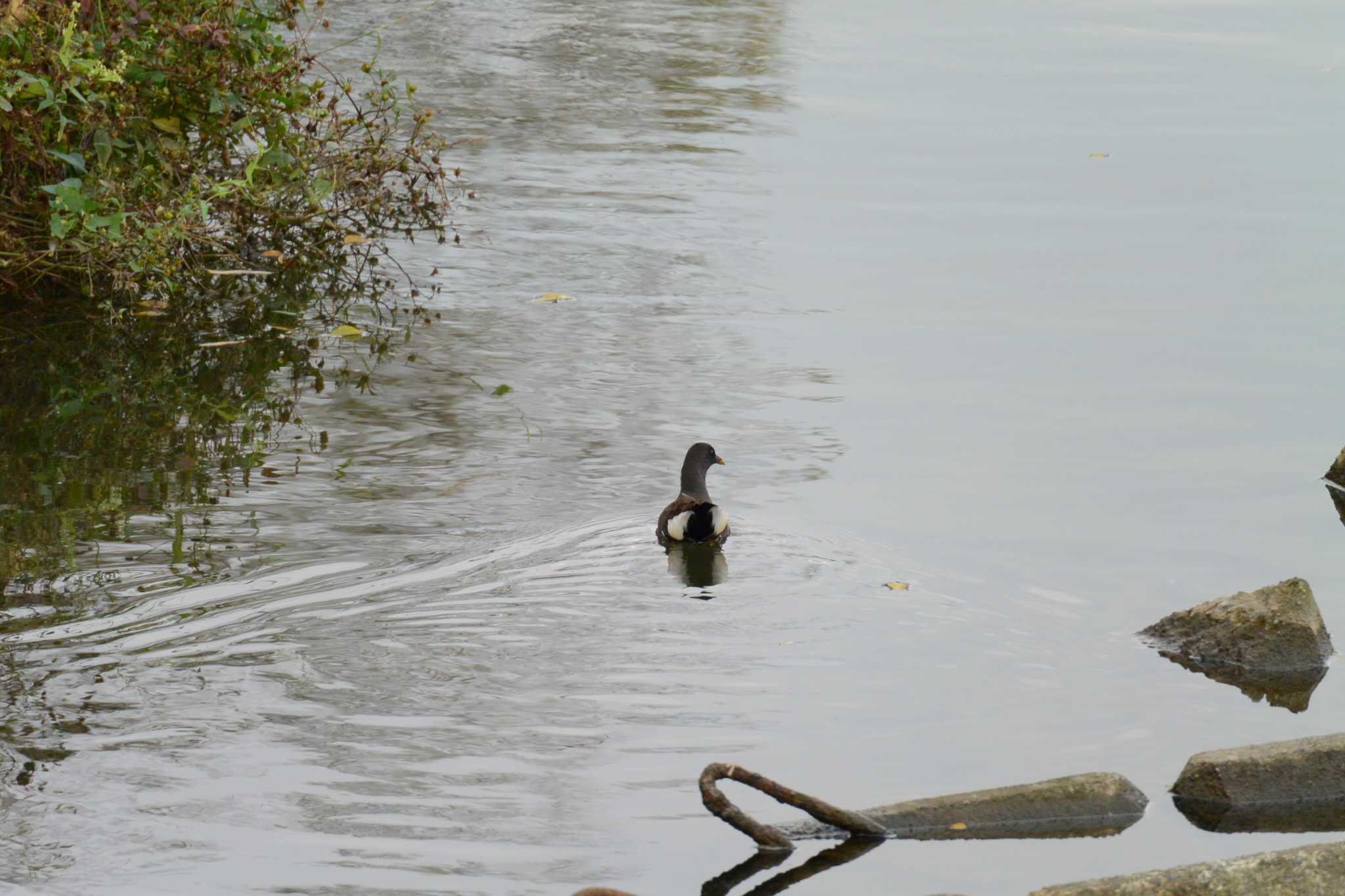 Photo of Common Moorhen at 海蔵川 by sword-fish8240