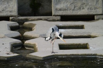 Grey Heron 海蔵川 Sun, 10/16/2022