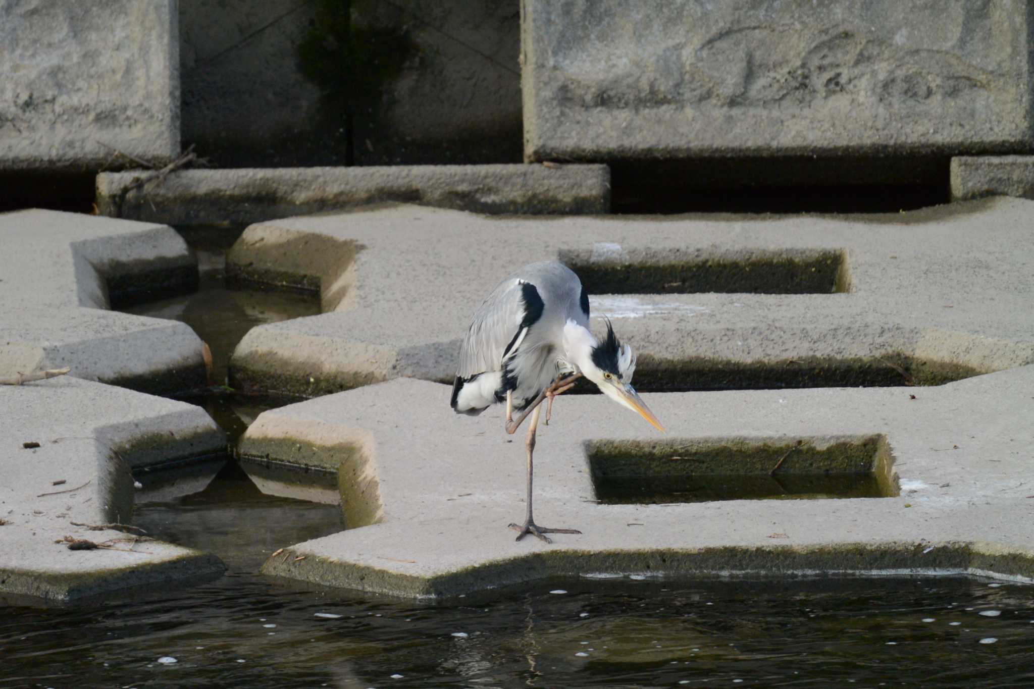 Photo of Grey Heron at 海蔵川 by sword-fish8240