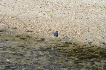 クサシギ 海蔵川 2022年10月16日(日)