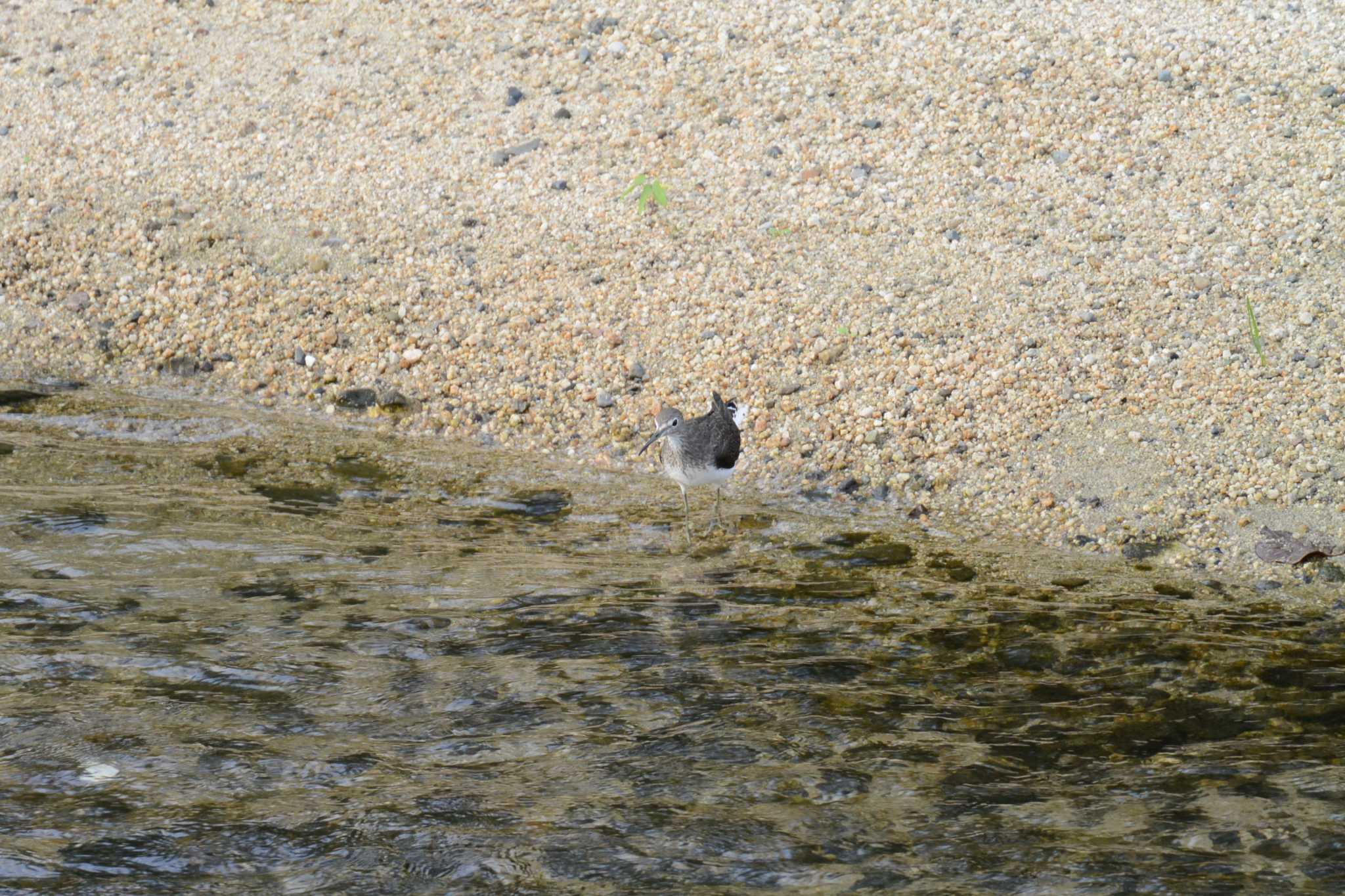 Photo of Green Sandpiper at 海蔵川 by sword-fish8240