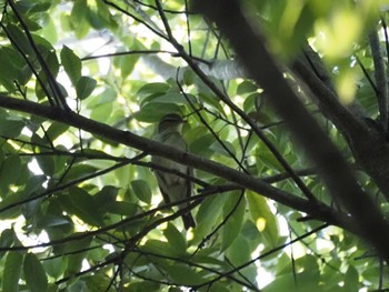 Kamchatka Leaf Warbler Kasai Rinkai Park Sun, 10/23/2022
