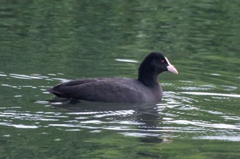 Eurasian Coot 静岡県 Sun, 10/23/2022